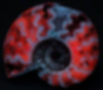 Ammonite - West Timor